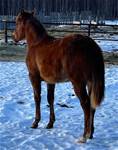 March 7  2025SHINERSCHARMINBELLE (2024)